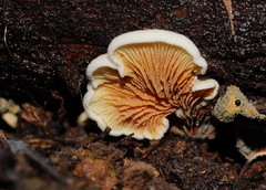 Pseudomerulius