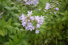 Campanula lactiflora