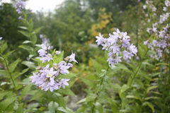 Campanula lactiflora