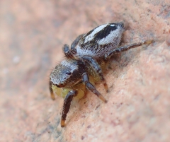 Habronattus decorus