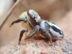 Habronattus decorus