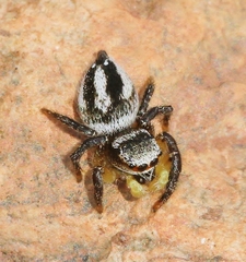 Habronattus decorus