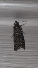 Sciota subcaesiella