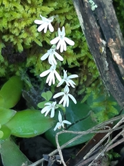 Holothrix parviflora