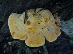 Aurantiporus croceus