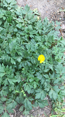 Ranunculus repens
