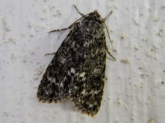 Acronicta fragilis