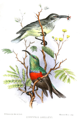 Shelley's Sunbird photo 3