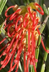 Grevillea hookeriana