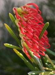 Grevillea hookeriana
