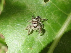 Phidippus carolinensis
