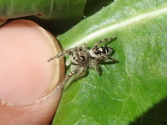 Phidippus carolinensis