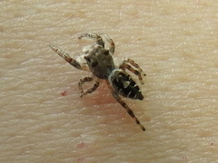 Phidippus carolinensis