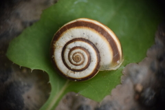Helicella itala