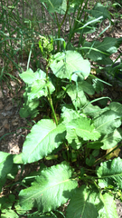 Rumex obtusifolius