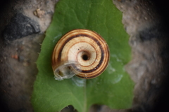Helicella itala