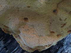 Aurantiporus croceus