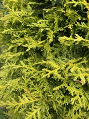 Cupressus × leylandii