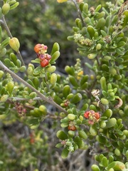 Enchylaena tomentosa
