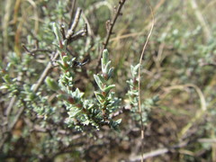Pteronia glauca