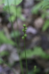 Carex sparganioides