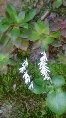 Holothrix parviflora