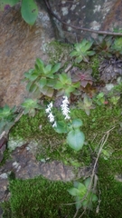 Holothrix parviflora