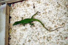 Anolis allisoni