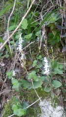 Holothrix parviflora