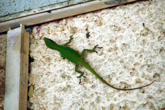 Anolis allisoni