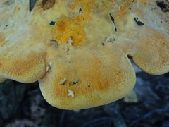 Aurantiporus croceus