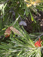 Grevillea hookeriana