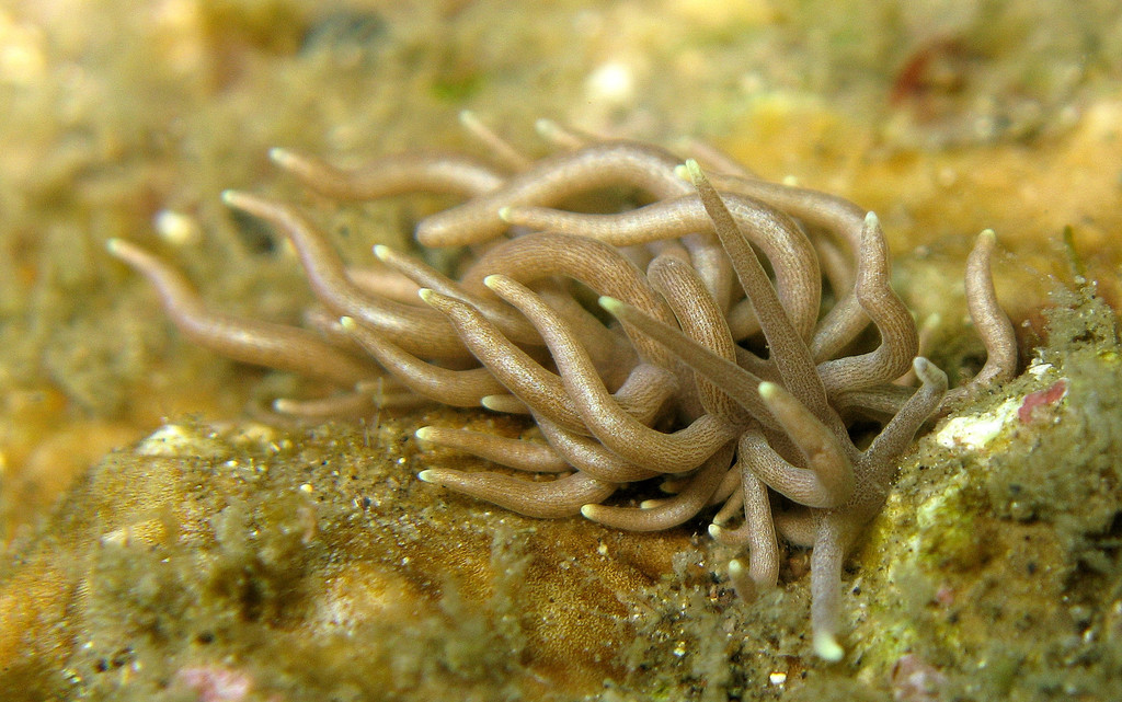 Yellow-tipped Phyllodesmium
