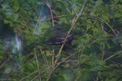 Quiscalus mexicanus