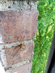 Ctenophora flaveolata