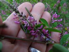 Indigofera pseudotinctoria