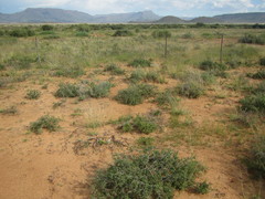 Pteronia erythrochaeta