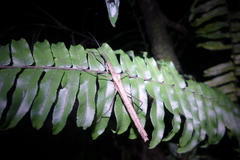 Pseudophasma unicolor