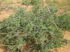 Pteronia erythrochaeta