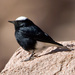 White-crowned Wheatear - Photo (c) Sergey Yeliseev, some rights reserved (CC BY-NC-ND)