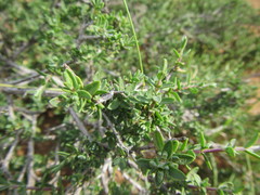 Pteronia erythrochaeta