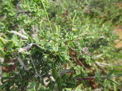 Pteronia erythrochaeta