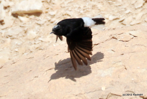 White-crowned Wheatear