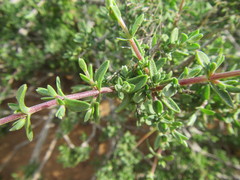 Pteronia erythrochaeta