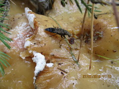 Ontholestes tessellatus