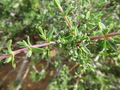 Pteronia erythrochaeta
