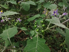 Solanum violaceum
