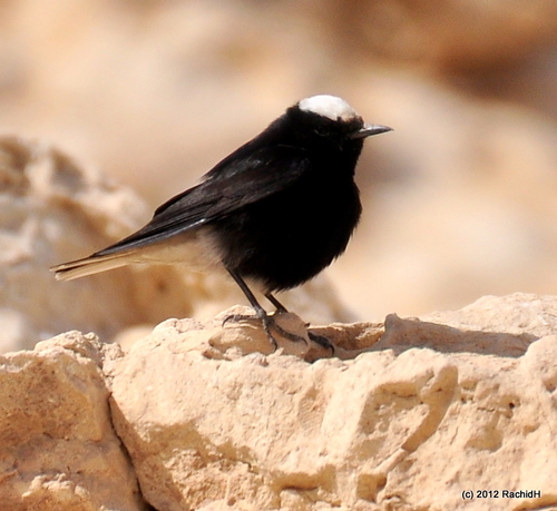 White-crowned Wheatear