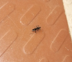 Rhyparochromini