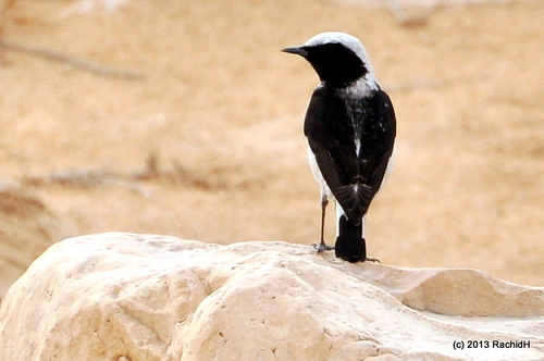 White-crowned Wheatear